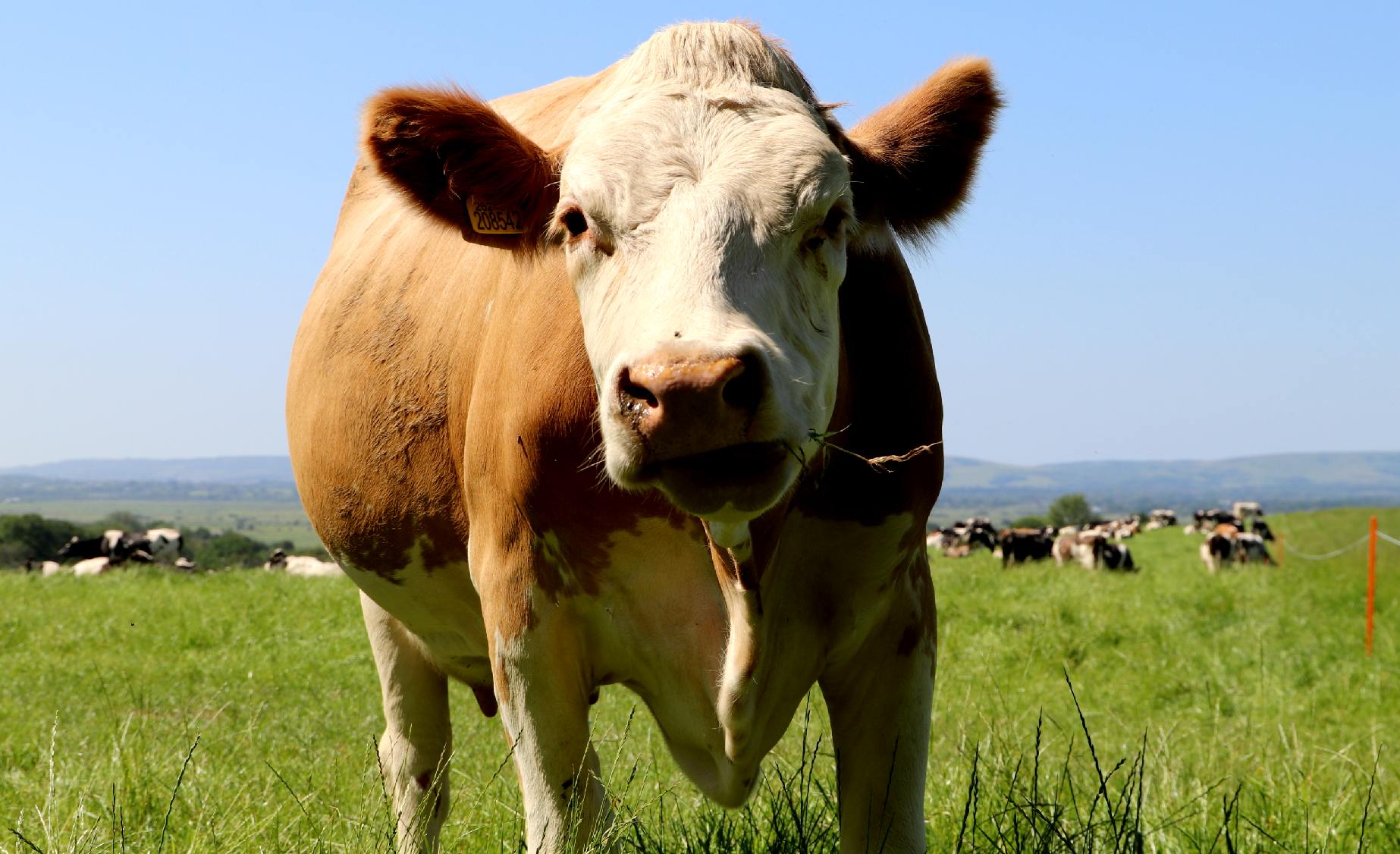 Daisy is pleased to be eating the grass and then providing the fertiliser to make it grow again