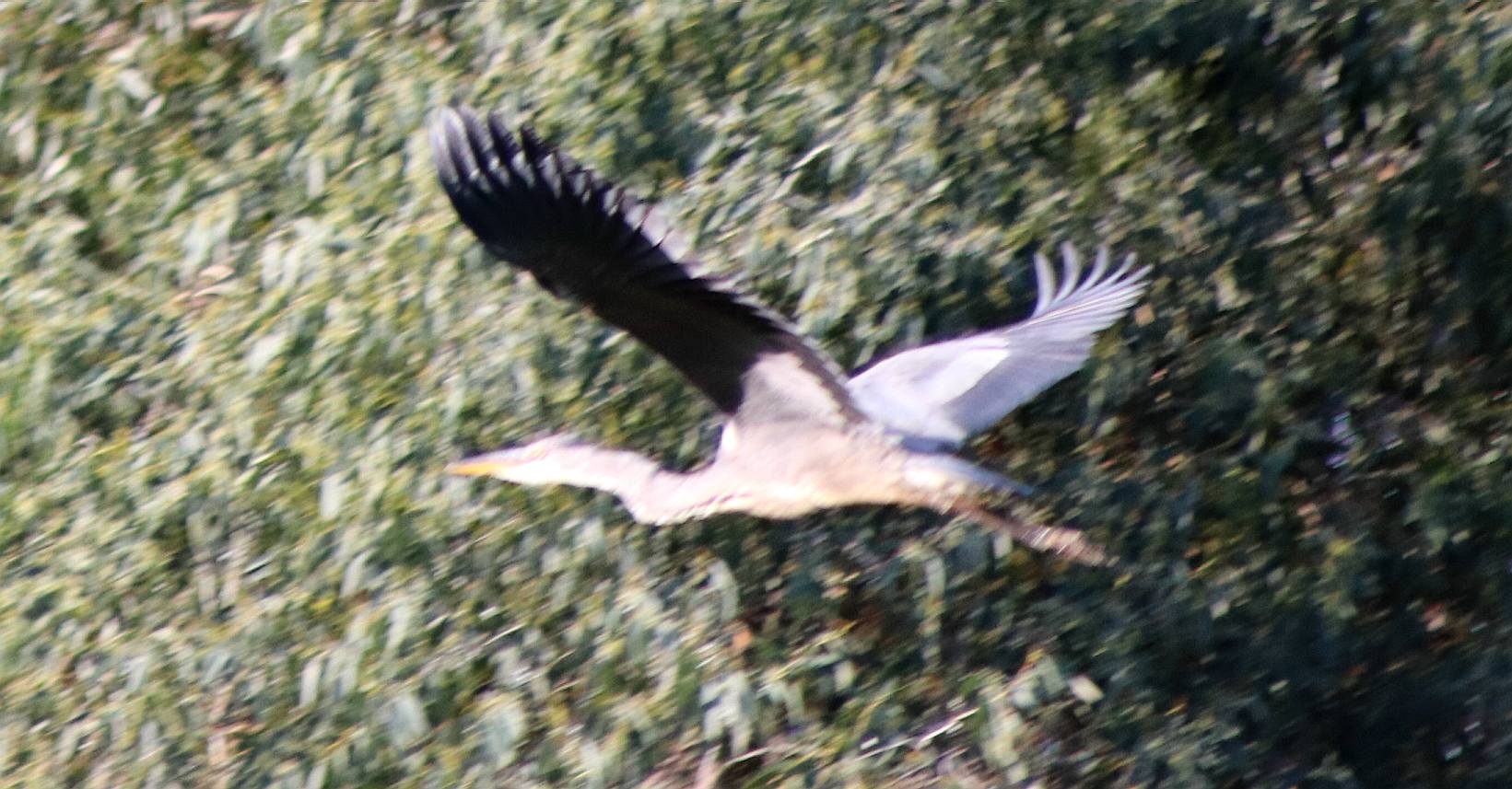 Heron in flight over Lime Park, Herstmonceux